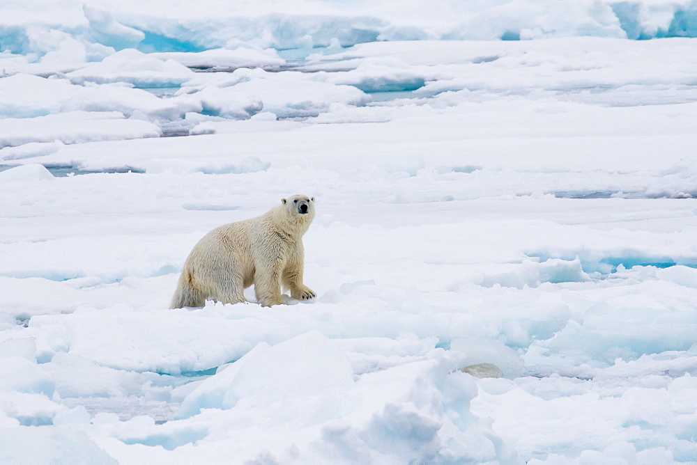 Polar Bear (Ursus maritimus) on pack-ice, Spitsbergen, Norway, Europe