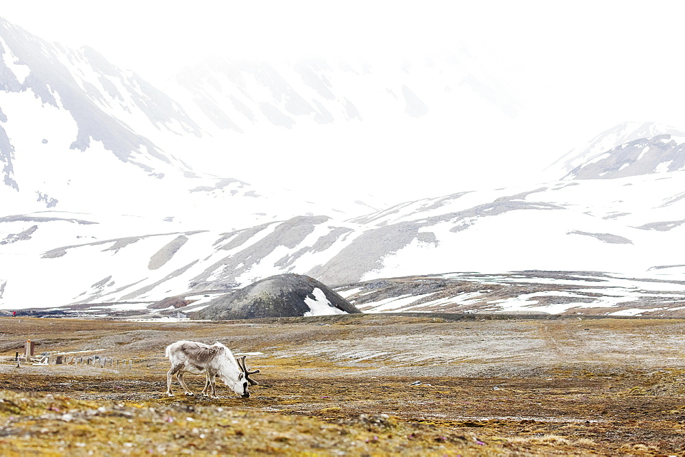 Svalbard reindeer (Rangifer tarandus platyrhynchus), foraging, Spitsbergen, Norway, Europe