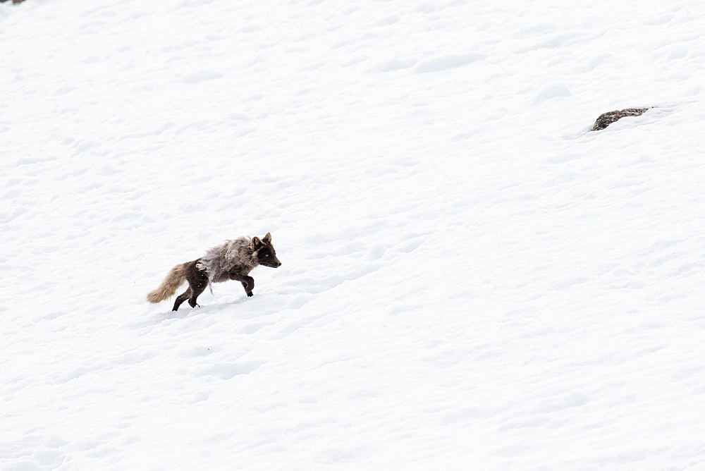 Arctic fox (Vulpes lagopus), running in the snow, Spitsbergen, Norway, Europe