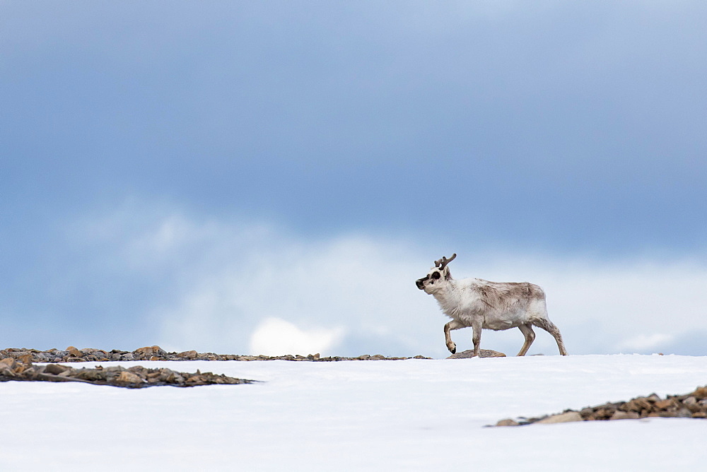 Svalbard reindeer (Rangifer tarandus platyrhynchus), Spitsbergen, Norway, Europe