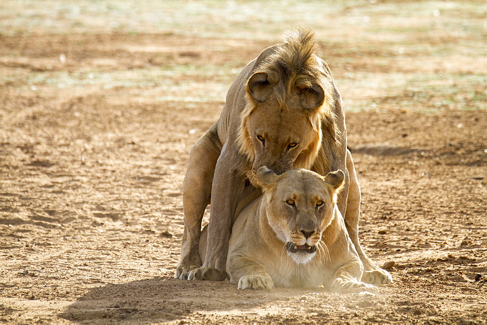 Lions (Panthera leo) during mating, Erindi Reserve, Namibia, Africa