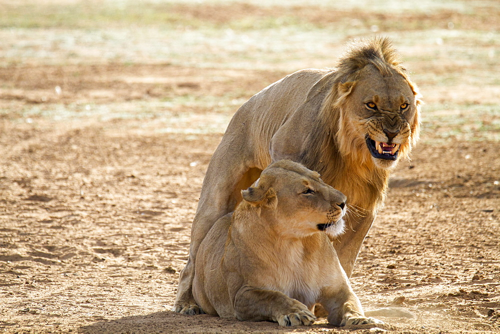 Lion (Panthera leo) growls during mating with female, Erindi Reserve, Namibia, Africa