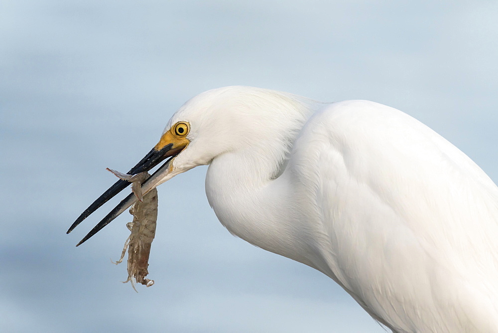 Snowy egret (egretta thula) with preyed shrimp, Ding Darling National Wildlife Refuge, Sanibel Island, Florida, USA, North America