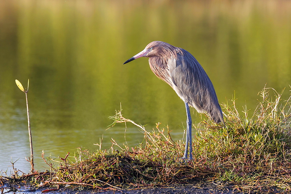 Reddish egret (Egretta rufescens), Ding Darling National Wildlife Refuge, Sanibel Island, Florida, USA, North America