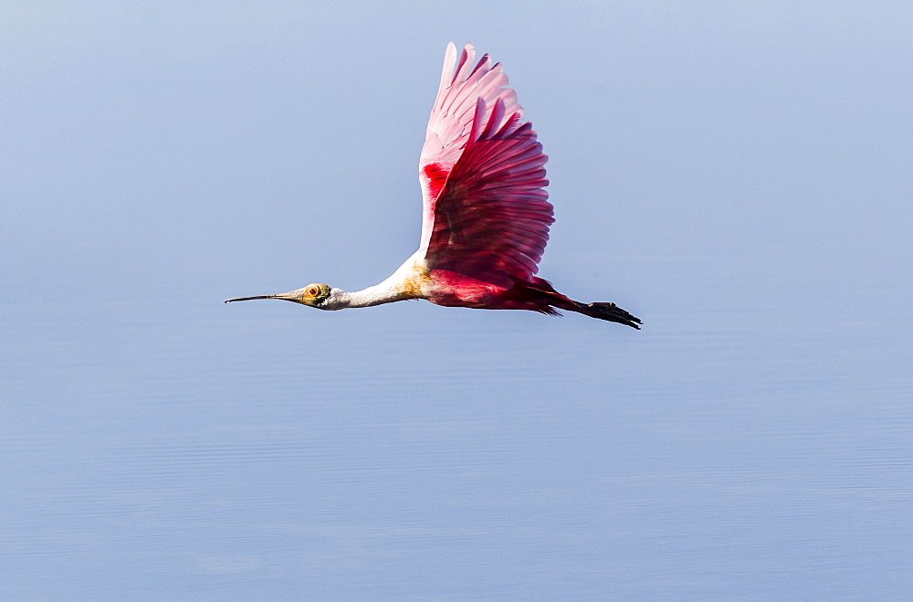 Roseate Spoonbill (Ajaia ajaja) in flight, Ding Darling National Wildlife Refuge, Sanibel Island, Florida, USA, North America