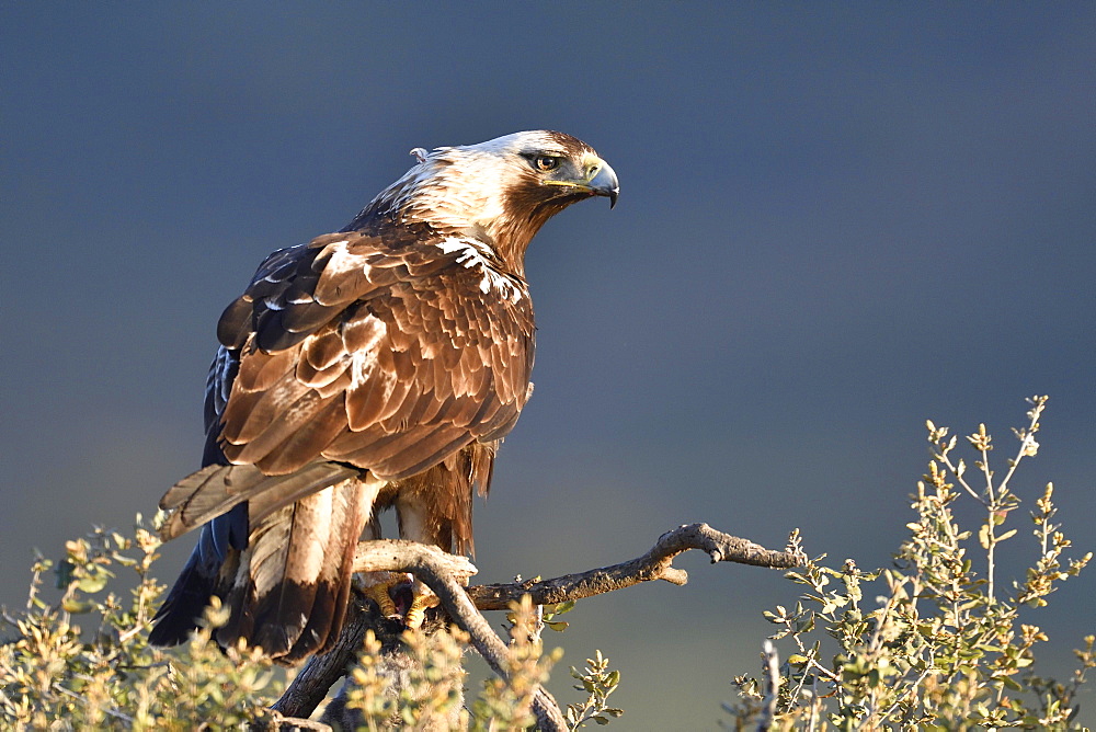 Spanish imperial eagle (Aquila adalberti) sits on a Holm Oak (Quercus ilex), Castilla y Leon, Spain, Europe