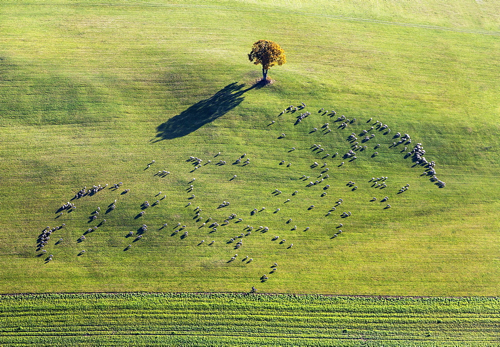 Flock of sheep on pasture with beech tree, Shadow, Aerial View, Swabian Jura, Ennabeuren, Heroldstatt, Baden-Wuerttemberg, Germany, Europe