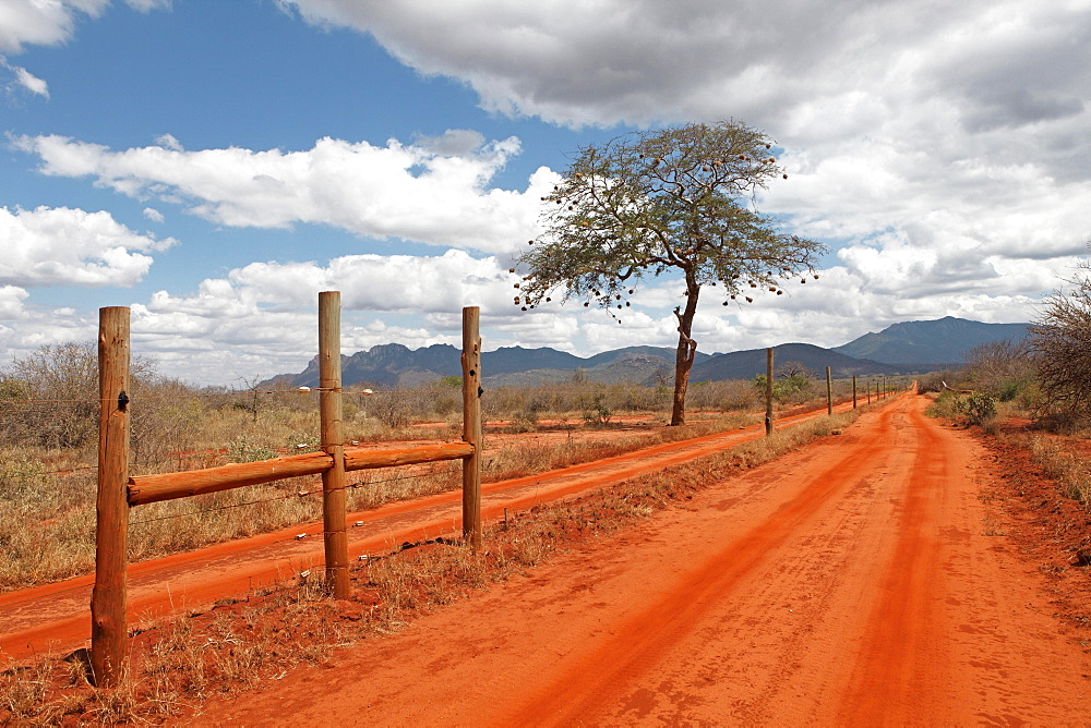 Electric fence of Rhino Sanctuary on red dirt road, tamarind (Tamarindus indica) with weaver birds (Ploceidae) nests in back, Tsavo West National Park, Taita-Taveta County, Kenya, Africa