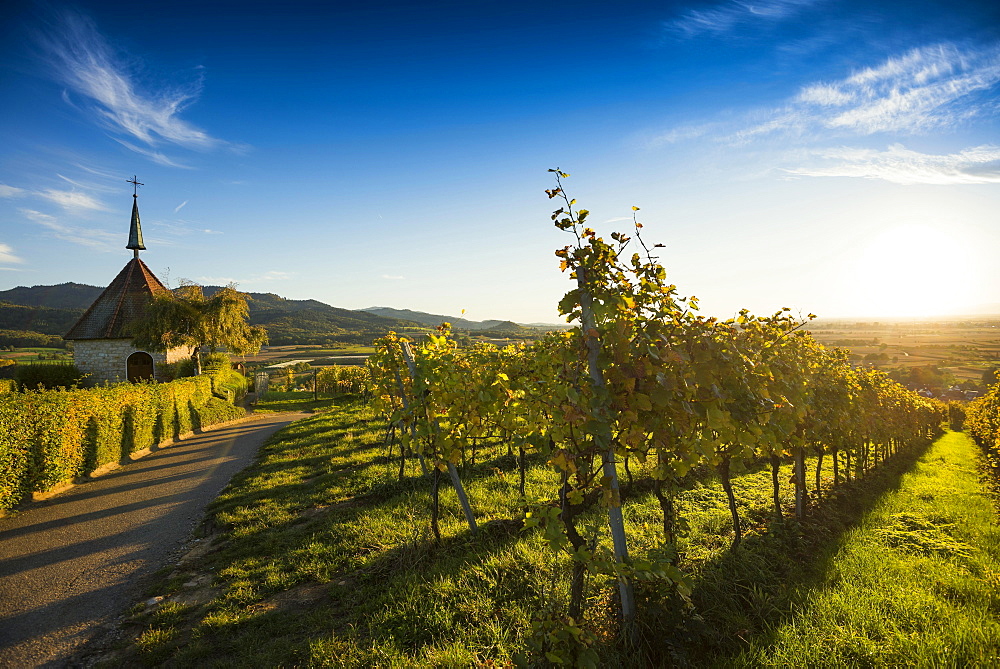 Ölbergkapelle between vineyards, Ehrenstetten, Markgräflerland, Black Forest, Baden-Württemberg, Germany, Europe