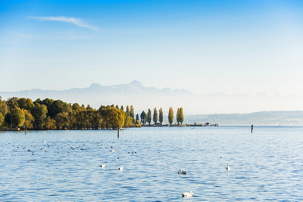 View of Lake Constance, in the back Swiss Alps with Säntis, Uhldingen-Mühlhofen, Lake Constance, Baden-Württemberg, Germany, Europe