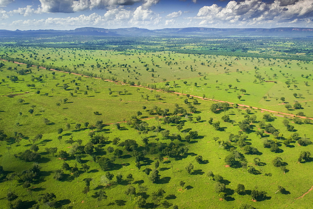 Agricultural fields with cattle farming, Southern Pantanal, Mato Grosso do Sul, Brazil, South America