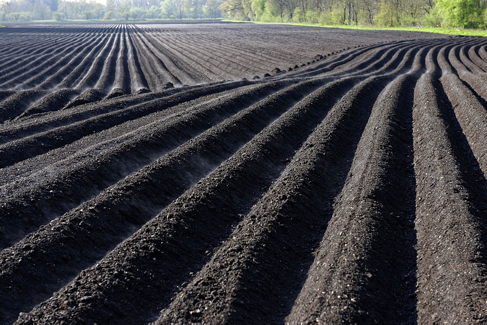 Plowed field, furrows, black earth, Upper Dinger Moos, Oberding, Upper Bavaria, Bavaria, Germany, Europe