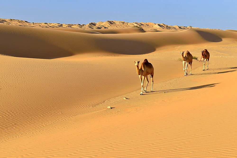 Dromedaries (Camelus dromedarius) walking in the sanddunes of Al Khaluf desert, Sharqiyah, Oman, Arabia, Asia