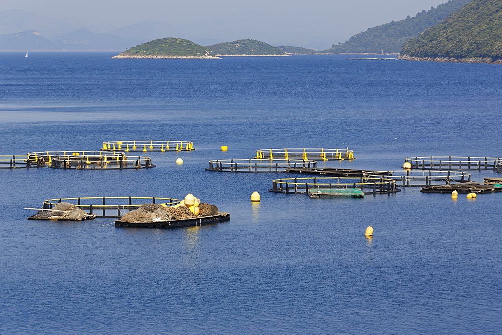 Fish farming Riba Mljet, Mljet Island, Dubrovnik-Neretva, Dalmatia, Croatia, Europe