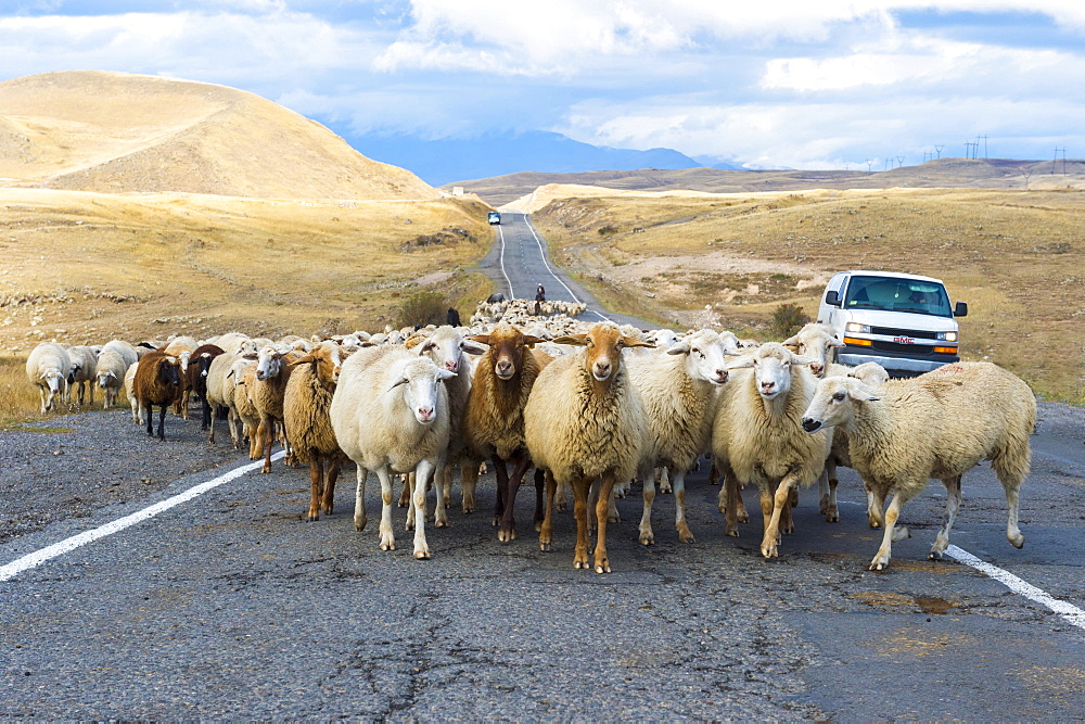 Shephard conducting a group of sheep down a road, Tavush Province, Armenia, Asia