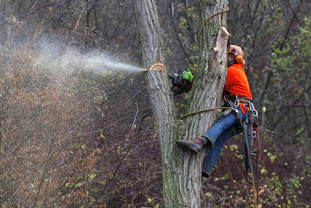 Forestry work, man saws off a branch, Rhein-Neckar-Kreis, Baden-Württemberg, Germany, Europe