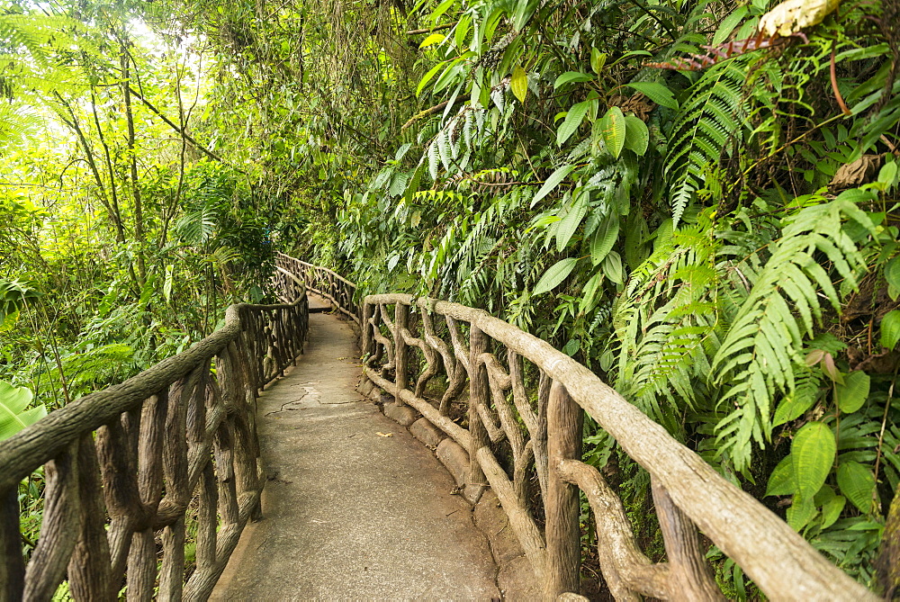 Way through dense vegetation, La Paz Waterfall Gardens, Conservation Area, Central Valley, Costa Rica, Central America