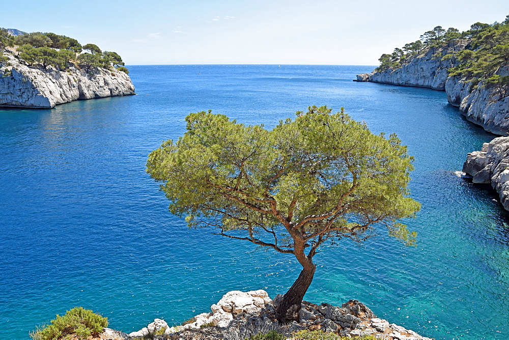 Calanque de Port Pin, Calanques National Park, Provence, France, Europe