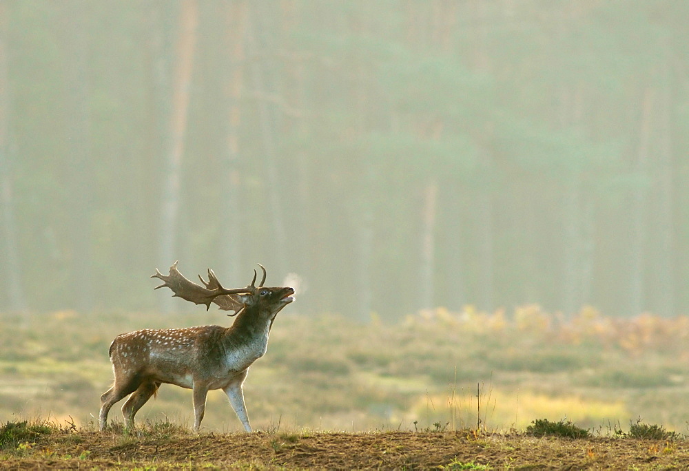 Fallow deer (Dama dama) buck during the rut, Hesse, Germany, Europe