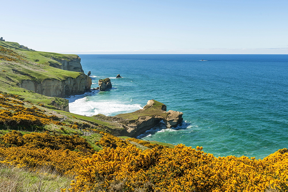 Cliff, Tunnel Beach, Dunedin, Otago Region, Southland, New Zealand, Oceania