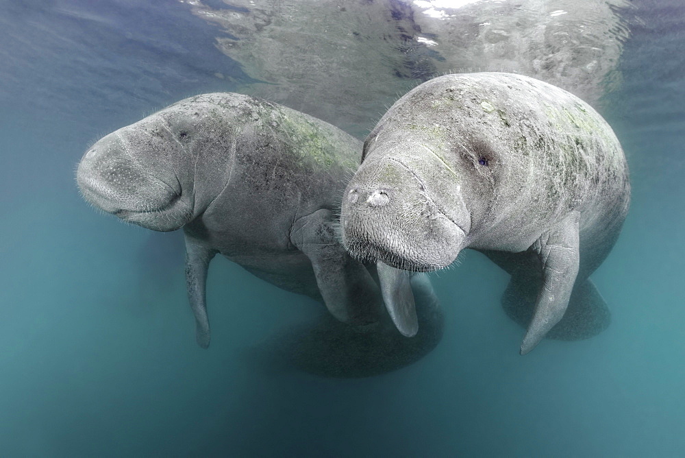 Two West Indian manatees (Trichechus manatus), couple, Three Sisters Springs, manatee sanctuary, Crystal River, Florida, USA, North America