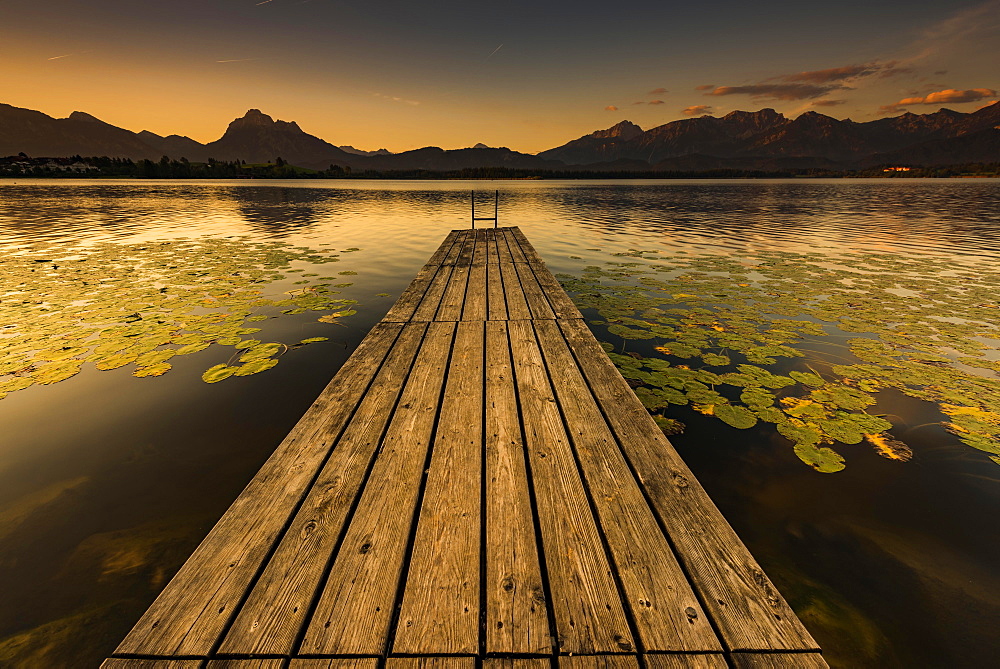 Dock at mountain lake with lily pads (Nymphaea), Allgäu Alps at back, sunrise, Hopfensee, Hopfen am See, Ostallgäu, Bavaria, Germany, Europe