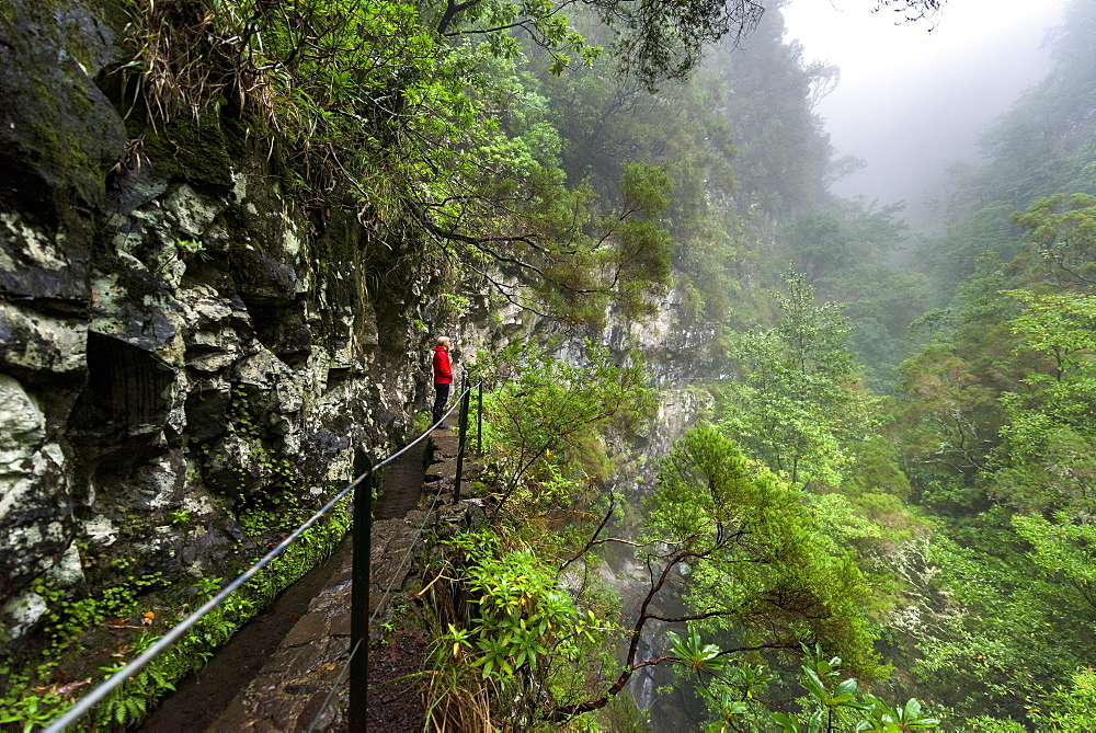 Hikers on narrow footpath along a Levada watercourse, rainforest in fog, Caldeirao Verde, Queimadas, Madeira, Portugal, Europe