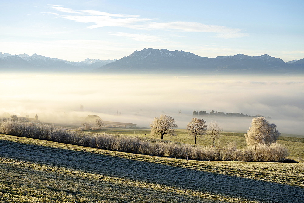 Foggy atmosphere, trees with hoar frost, Seetal valley, Pilatus massif behind, Hohenrain, Canton of Lucerne, Switzerland, Europe