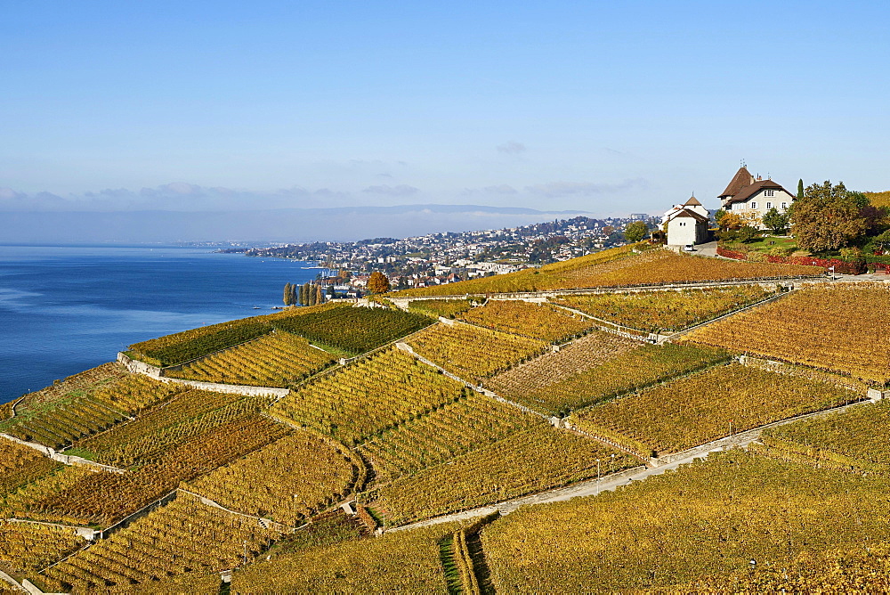 Vineyards in autumn with view of Castle Montagny, Lausanne, Lavaux, Lake Geneva, Canton of Vaud, Switzerland, Europe