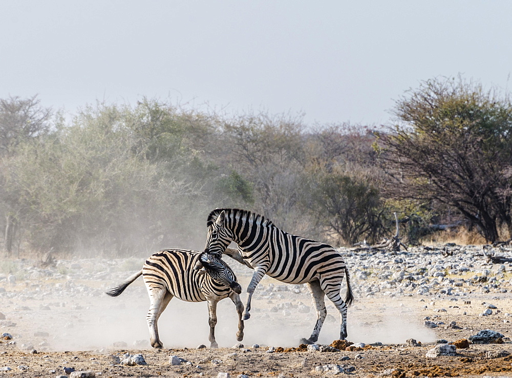 Two fighting Burchell's Zebras, (Equus quagga burchellii), Etosha National Park, Namibia, Africa