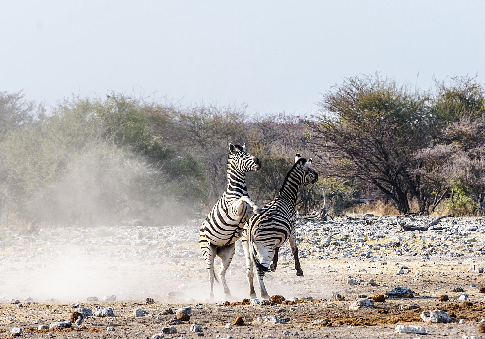 Two fighting Burchell's Zebras, (Equus quagga burchellii), Etosha National Park, Namibia, Africa