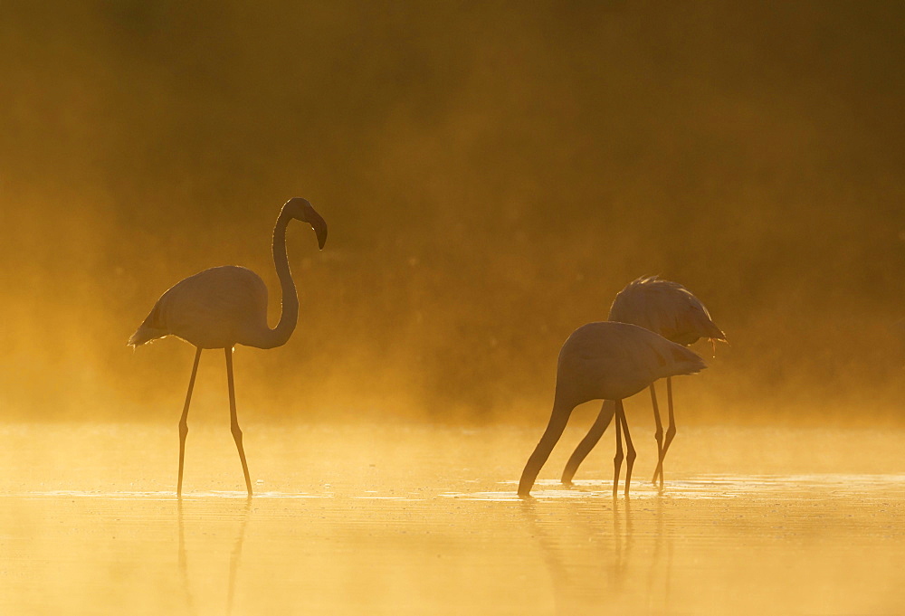 Greater Flamingo (Phoenicopterus roseus), male approaches a feeding pair, at a cold and misty morning at the Laguna de Fuente de Piedra, Malaga province, Andalusia, Spain, Europe