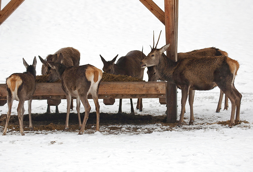 Deer at feeding station, wild feeding in winter, Upper Bavaria, Bavaria, Germany, Europe