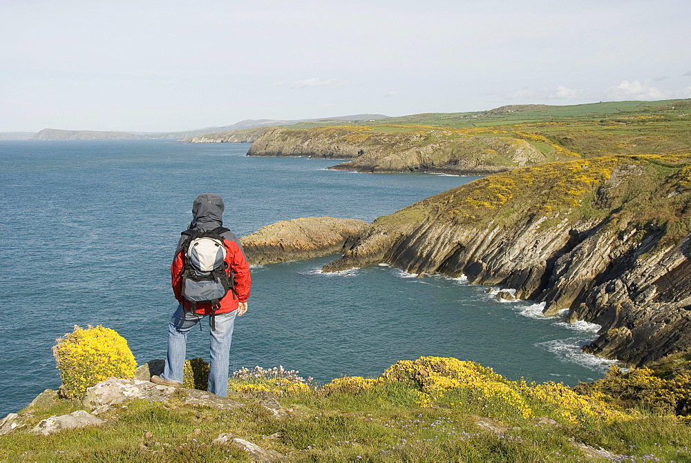 Hiker looking out over the coast, sea, lookout point, Pembrokeshire National Park, Wales, United Kingdom, Europe