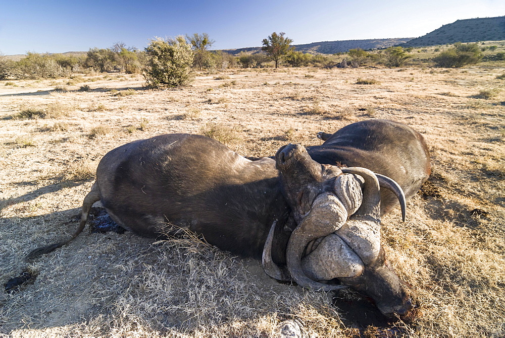 Two dead African Buffalos or Cape Buffalos (Syncerus caffer), with broken necks after a fight, Mountain Zebra National Park, Eastern Cape, South Africa, Africa