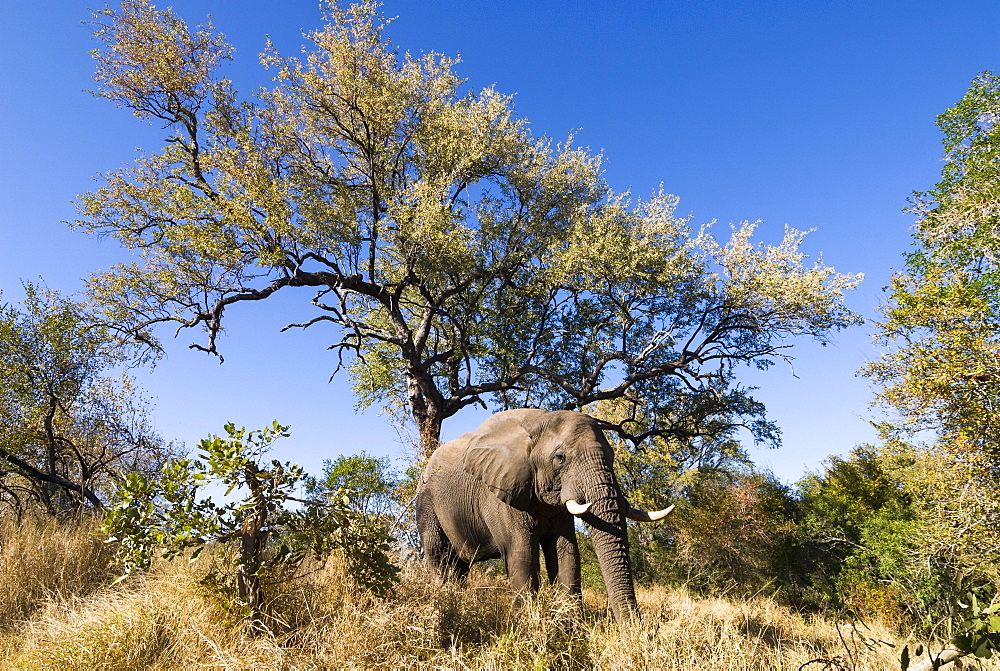 African Elephant (Loxodonta africana), Kruger National Park, South Africa, Africa