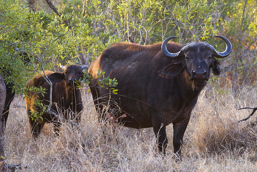 African Buffaloes or Cape Buffaloes (Syncerus caffer), adult and calf, Kruger National Park, South Africa, Africa