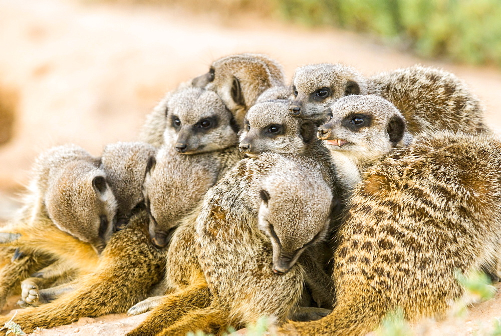 Meerkats (Suricata suricatta), colony in the Karoo, semi-desert, Little Karoo, Western Cape, South Africa, Africa