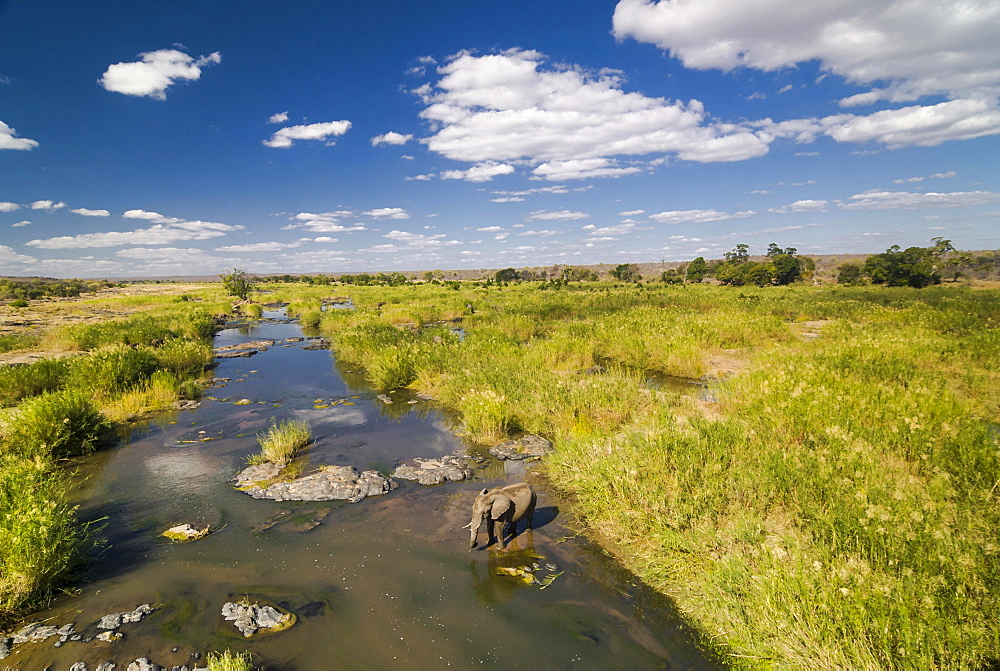 African Elephant (Loxodonta africana) drinking at a river, Kruger National Park, South Africa, Africa