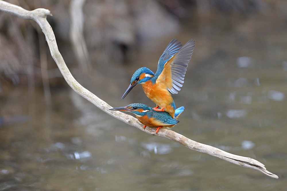 Kingfishers (Alcedo atthis), copula, Swabian Alb biosphere reserve, Baden-Württemberg, Germany, Europe