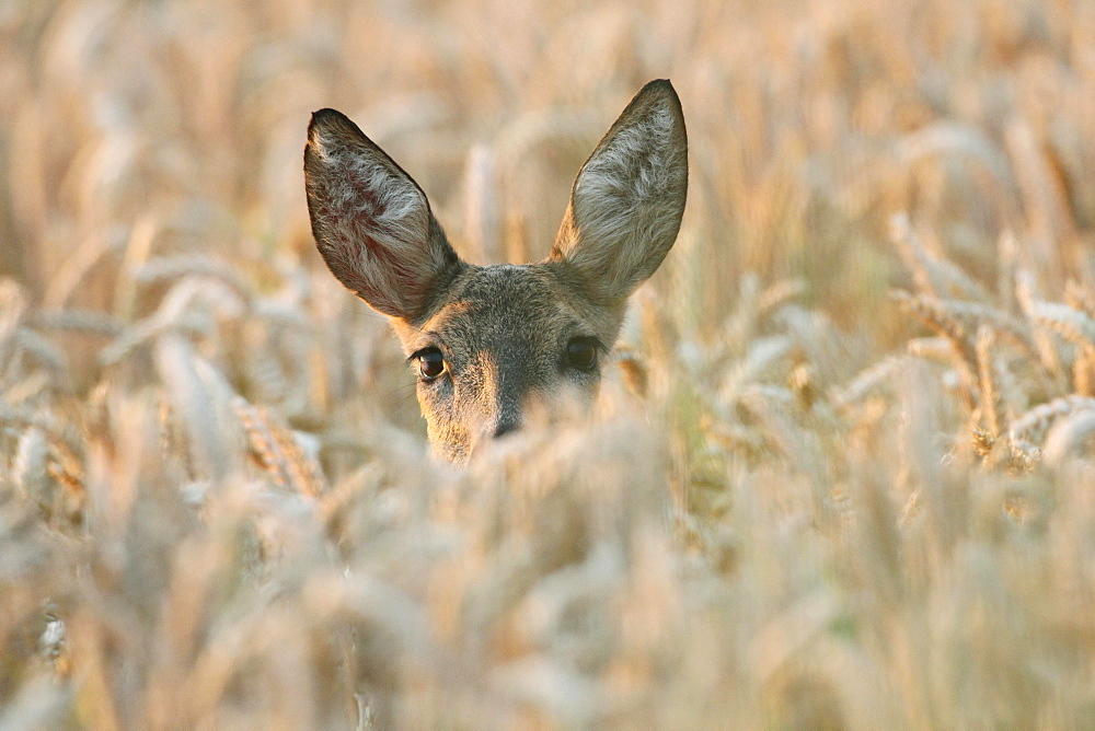 Roe Deer (Capreolus capreolus), in a wheat field, Lower Austria, Austria, Europe