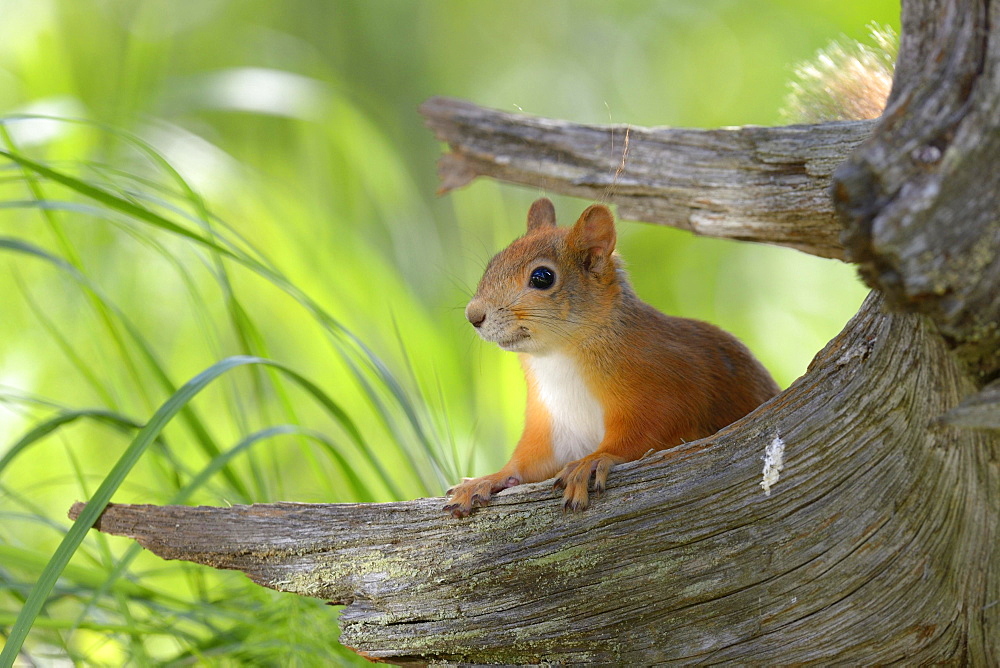 Eurasian Red Squirrel (Sciurus vulgaris) looks curiously out from behind an old pine stump, Nationalpark Oulanka, Nationalpark, Lapland, Finland, Europe