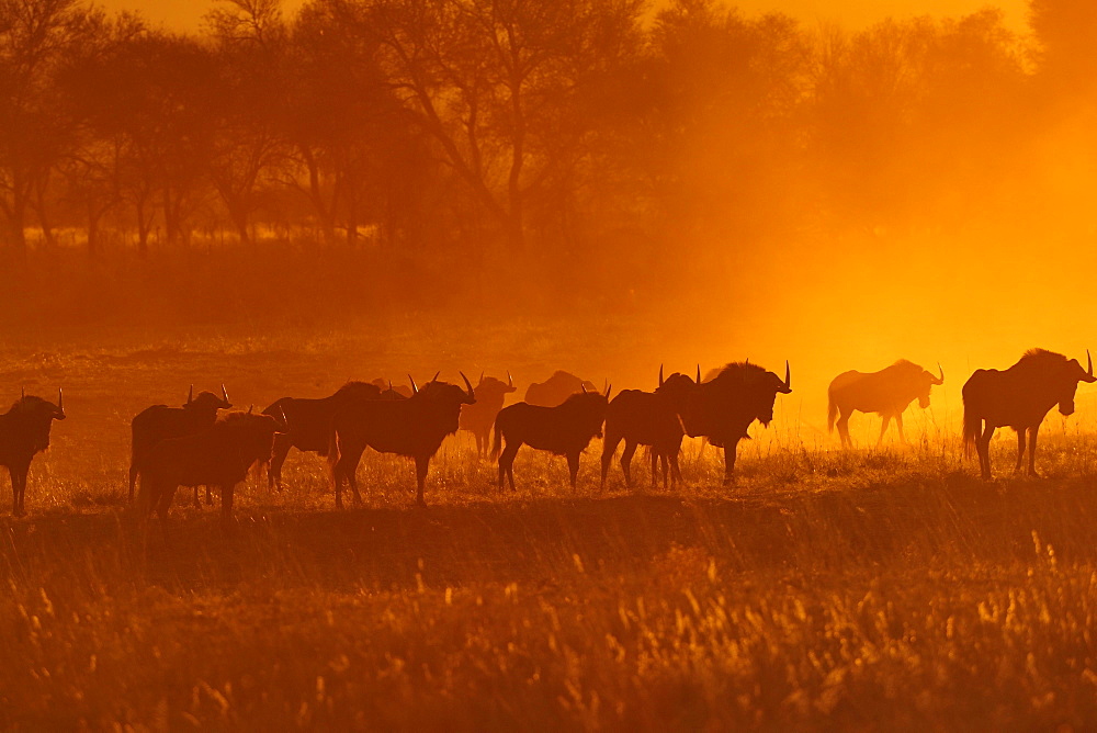 Herd of Blue wildebeests (Connochaetes taurinus), silhouettes during sunset, Otjozondjupa region, Namibia, Africa