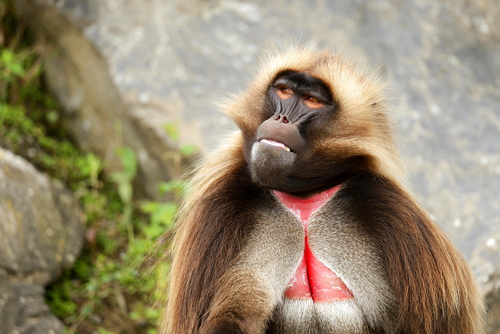 Gelada (Theropithecus gelada), male, captive, Switzerland, Europe