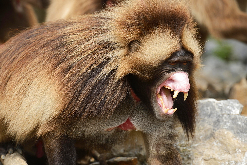 Gelada (Theropithecus gelada), male showing his teeth, captive, Switzerland, Europe