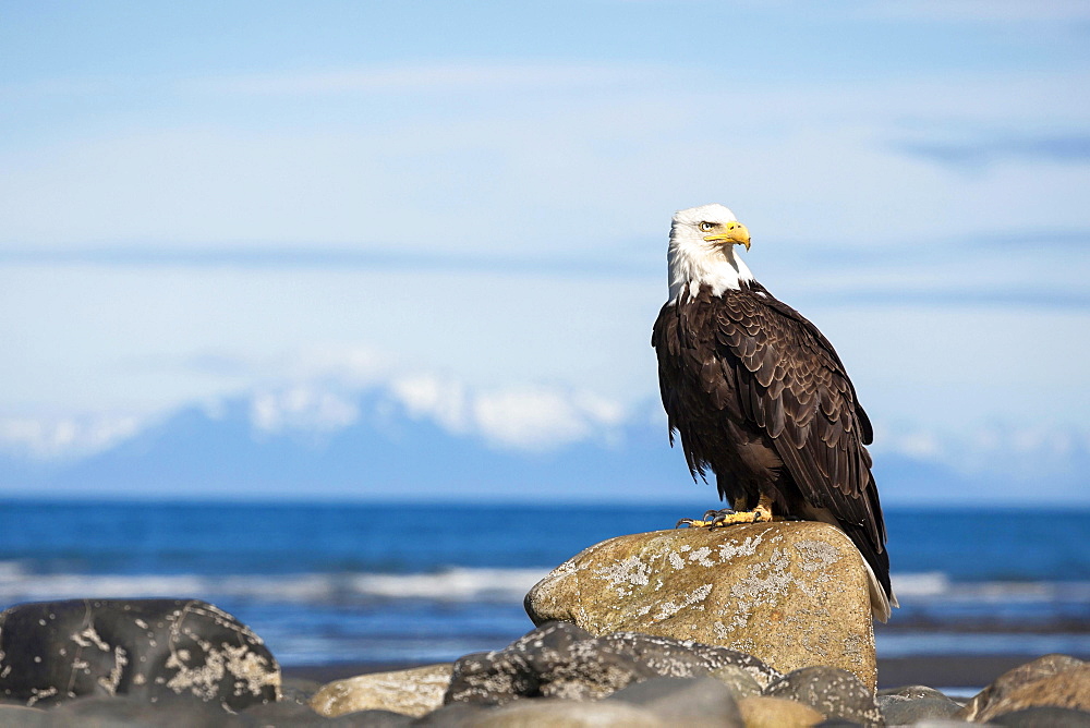 Bald Eagle (Haliaeetus leucocephalus) on the beach of Anchor Point, Kenai Peninsula, Alaska, United States, North America