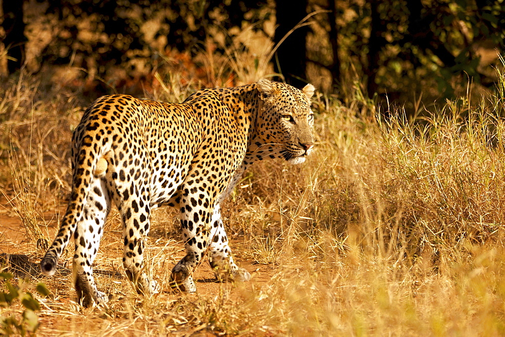 Leopard (Panthera pardus) in dry grass, Kruger National Park, South Africa, Africa