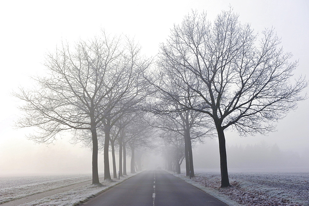 Tree-lined avenue in mist