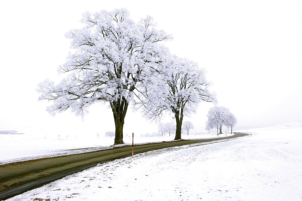 Frost-covered trees along the roadside, Germany, Europe