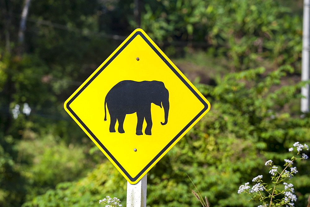 Street sign, pictogram of an elephant, northern Thailand, Thailand, Asia